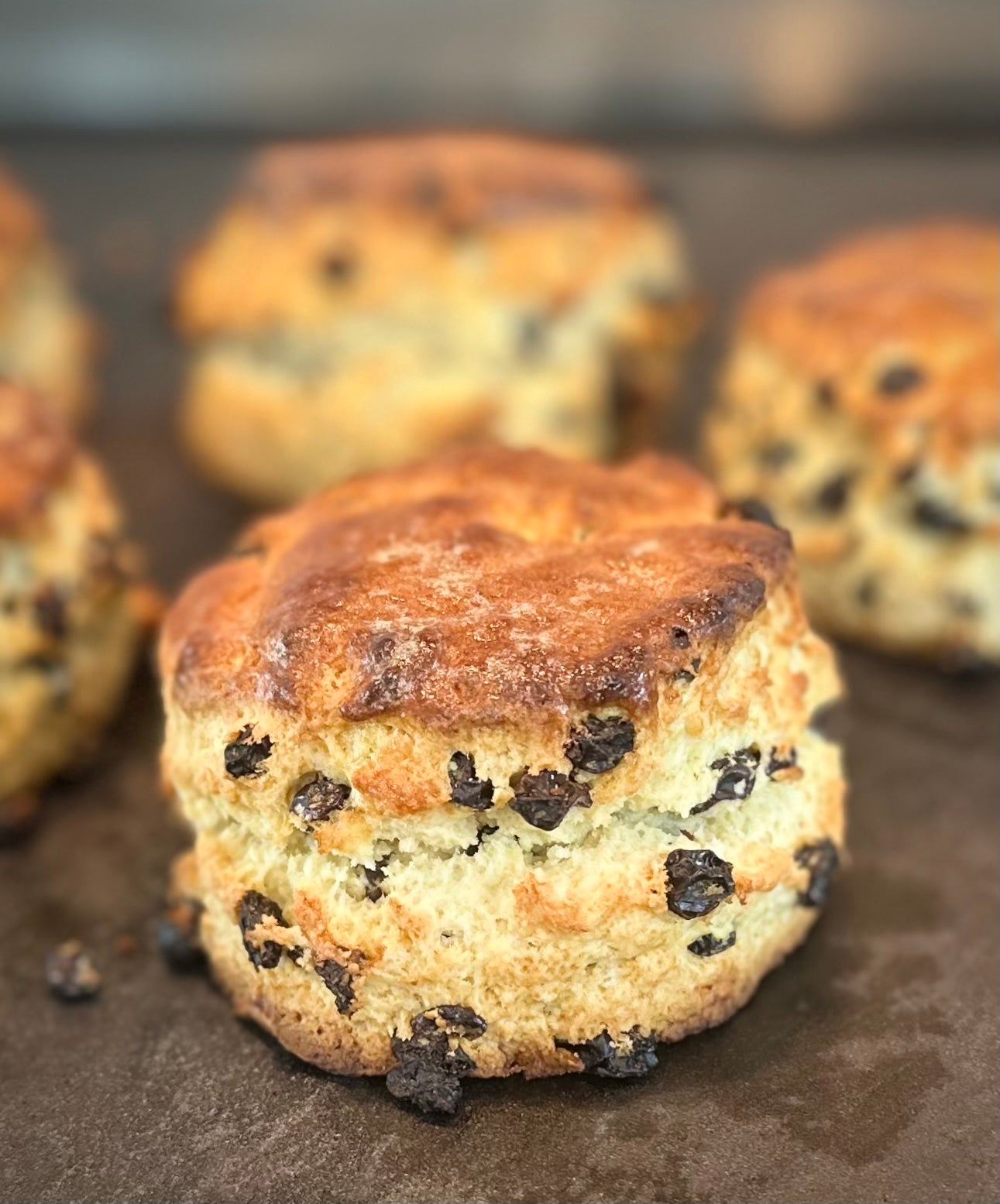 CURRANT SCONE